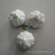 Fresh Pure White Garlic for Garlic Importer